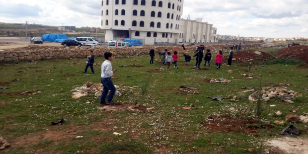 Midyat Fahrettin Önen İlkolu Koruluk Alanı Ağaçlandırma