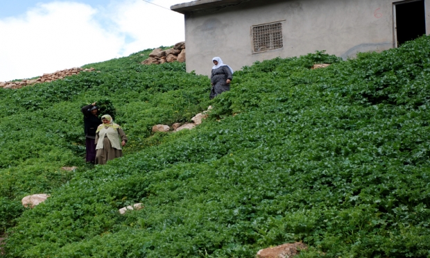 Midyat Taşlıburç Köyü Mahallesi