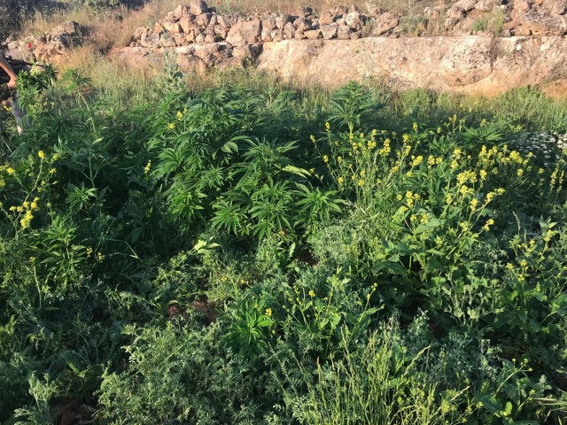 Midyat Uyuşturucu Operasyonu