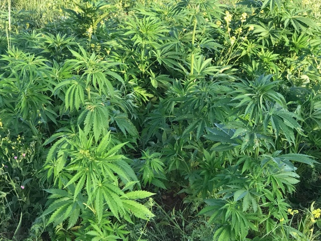 Midyat Uyuşturucu Operasyonu