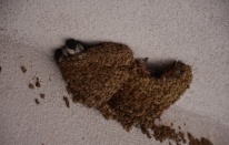 İnşaatta “kırlangıç molası“ sürüyor