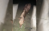 Sulama kanalına düşen at kurtarıldı