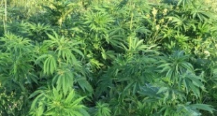 Midyat Uyuşturucu Operasyonu