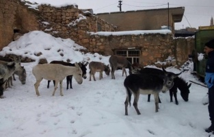 Midyat Belediyesi Sokak Eşeklerine sahip çıktı