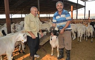 Gaziantep’te 5 boynuzlu koç ilgi görüyor