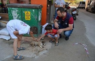 Açlıktan baygın düşen köpek yavrusuna zabıta sahip çıktı
