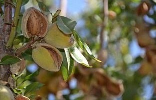 Badem diyarı Adıyaman'da hasat sürüyor
