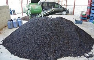 İslahiye Ovası'nda üzüm kurutma zamanı