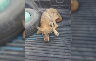 Gaziantep'te yaralı bulunan kurt tedavi altına alındı