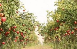 İhtiyaç sahiplerine belediye bahçesinden meyve