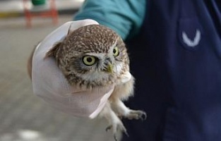 Polisin dikkati yaralı baykuşu ölümden kurtardı