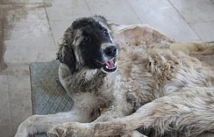 Silopi'de yaralı köpeğe belediye sahip çıktı