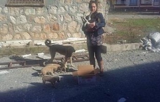 Adıyaman'da ayağı kırılan köpek tedavi edildi