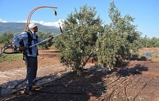 İslahiye'de zeytin hasadı başladı