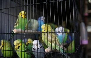 Kafes Kuşları Şanlıurfa'da Görücüye Çıktı