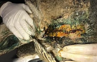 Şırnak'ta yaralı baykuşlara rektörden cerrahi müdahale
