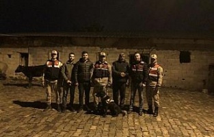 Kilis'te kaybolan büyükbaş hayvanları jandarma buldu