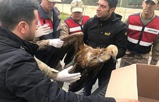 Yaralı akbabayı jandarma kurtardı