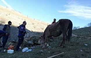 Su sarnıcına düşen at, AFAD ekiplerince kurtarıldı