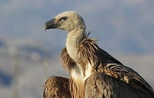 Tedavisi tamamlanan akbaba doğaya salındı