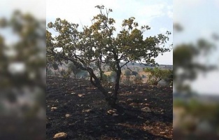 Gaziantep'te örtü yangını