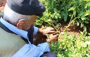 Siirt'te patates üretimi