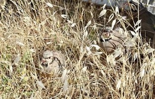 Şırnak'ta 2 bin kınalı keklik doğaya bırakıldı