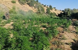 Diyarbakır'da 723 bin 860 kök Hint keneviri ele geçirildi