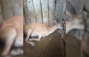 Adıyaman'da yaralı dağ keçisi tedavi edildi