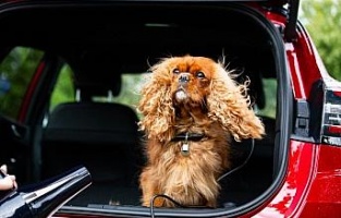 Ford, Dünya Köpek Günü'nü 