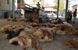 THK İslahiye Şubesi 2 bin 223 deri topladı