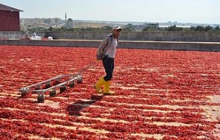 Biber mesaisinden ev ekonomisine katkı