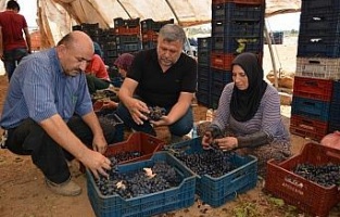 İslahiye üzümünde kurutma zamanı