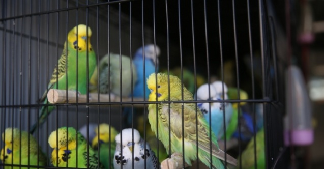 Kafes Kuşları Şanlıurfa'da Görücüye Çıktı