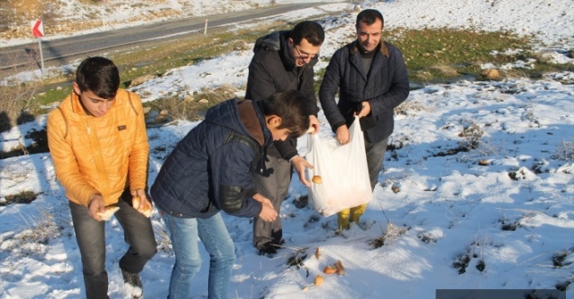 Kırkat Gölet Çevresine Hayvanlar İçin Yem Bırakıldı